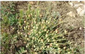 蓋子植物綱 蓋子植物綱