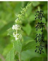 薄荷微涼 薄荷微涼