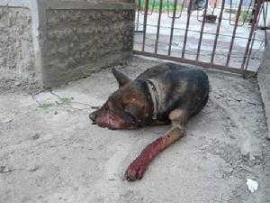 （圖）被打死的狗