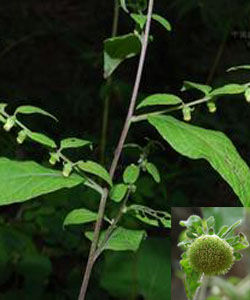 心葉天名精 心葉天名精