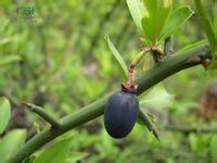 青刺尖[青刺尖]