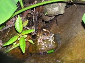 莫氏攀氏螺 莫氏攀氏螺