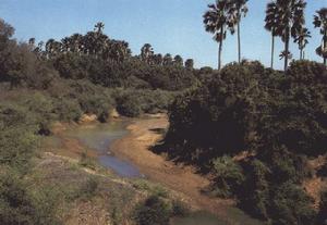 尼奧科羅—科巴國家公園 尼奧科羅—科巴國家公園