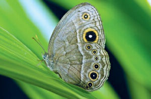 叢林斜眼褐蝶 叢林斜眼褐蝶