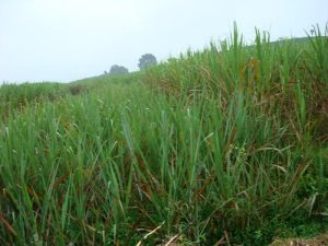 窪子村自然村 窪子村自然村