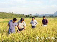 竹稻種植基地