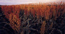 卡佛爾高粱 卡佛爾高粱