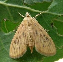 污斑蝕葉野螟 污斑蝕葉野螟