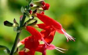 草莓狀鼠尾草 草莓狀鼠尾草