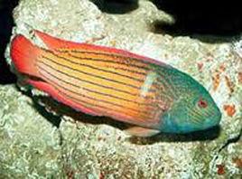 黑條紋準雀鯛 黑條紋準雀鯛