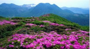 井岡山國家級杜鵑花博覽園