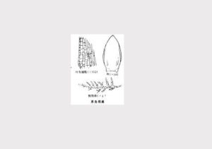 具齒叢蘚 具齒叢蘚