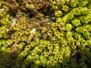 向日葵螟 向日葵螟