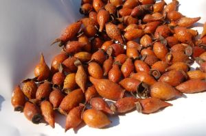 金櫻子提取物 金櫻子提取物