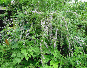 腺葉醉魚草 腺葉醉魚草