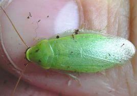 古巴蟑螂 古巴蟑螂