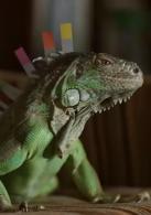 丈夫得了抑鬱症[日本2011年佐佐部清執導電影]