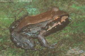 （圖）南美牛蛙