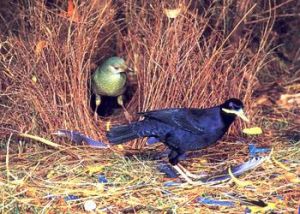 《園丁鳥的魅力藝術》 《園丁鳥的魅力藝術》