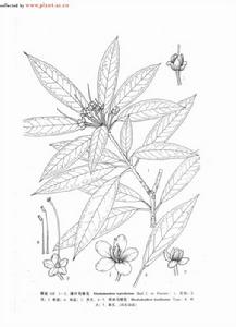 田林馬銀花 田林馬銀花