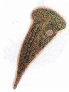 多態喇叭蟲 多態喇叭蟲