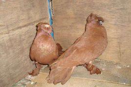 中原跟頭鴿 中原跟頭鴿