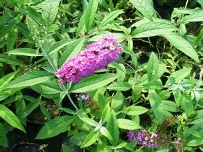 暗藍花醉魚草 暗藍花醉魚草