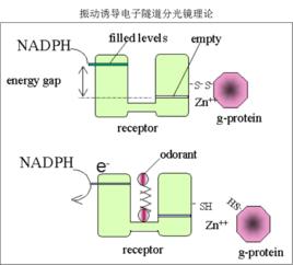 嗅覺理論 嗅覺理論