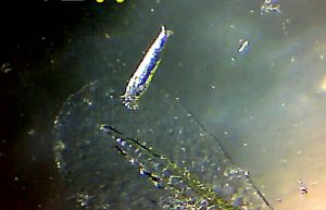 科斯達三代蟲 科斯達三代蟲