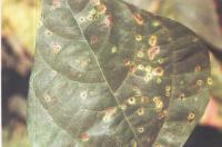 藥用植物白扁豆鏽病 藥用植物白扁豆鏽病