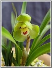 虎山綠雲 虎山綠雲