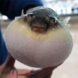 大連紅鰭東方魨 大連紅鰭東方魨