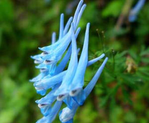 小花穆坪紫堇 小花穆坪紫堇