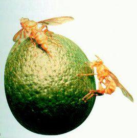 柑橘類大實蠅 柑橘類大實蠅