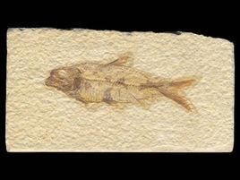 漁洋艾氏魚 漁洋艾氏魚