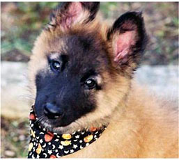 比利時坦比連犬