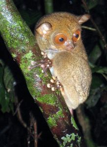 邦加跗猴 邦加跗猴