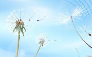 亞心蒲公英 亞心蒲公英