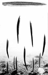 頭索動物 頭索動物