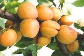 特早熟杏 特早熟杏