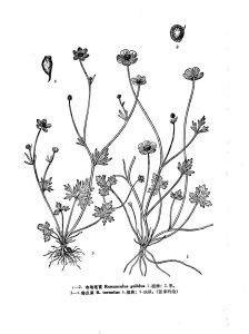 冷地毛茛 冷地毛茛