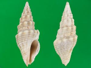 瘤肩卷管螺 瘤肩卷管螺