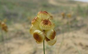 囊果薹草 囊果薹草