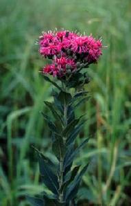 Vernonia baldwinii