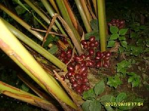 塘子寨自然村農村經濟-草果