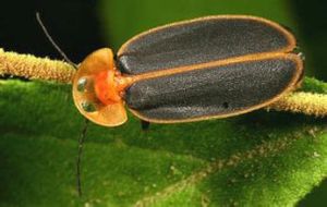 褐翅擬隸螢葉甲 褐翅擬隸螢葉甲