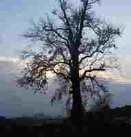 漆橋村千年古樹