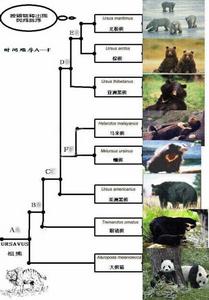 熊進化圖