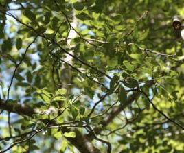 奧氏黃檀 奧氏黃檀