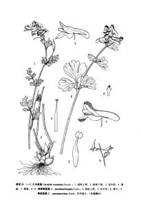 掌苞紫堇（橫斷山區維管植物）圖版25: 9